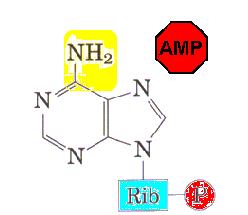 A síntese do AMP ocorre por aminação do carbono 6 da hipoxantina do