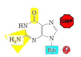 A síntese do GMP ocorre via XMP: (1) a hipoxantina do IMP é primeiro