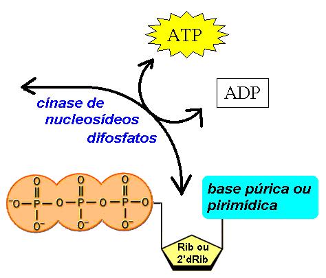 A síntese do ADP a partir do adenilato (AMP) é catalisada pela cínase de adenilato.