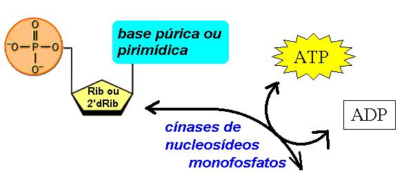 nucleosídeos monofosfatos específicas.