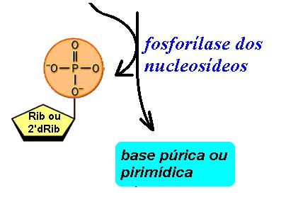 nucleotídeo O catabolismo dos nucleosídeos monofosfato