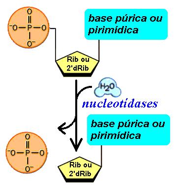 O nucleosídeo + Pi) nucleosídeo (2) e de fosforílases de