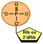 A ribose-1-p isomeriza-se a ribose-5-p O anel púrico não
