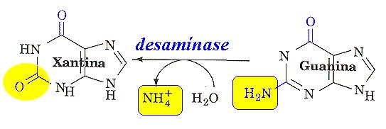 No catabolismo dos nucleotídeos púricos os grupos amina da guanina e da adenina são eliminados como ião amónio pela ação catalítica de desamínases.