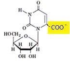 Nucleotídeos Nucleosídeos Bases pirimídicas Uridilato ou uridina monofosfato ou UMP Uridina ou ribonucleosídeo uracilo 2,4-