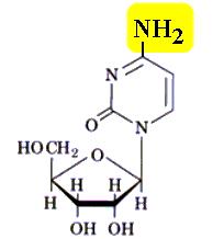 aminopirimidina da citosina Orotidilato ou orotidina monofosfato ou OMP Orotidina ou ribonucleosídeo orotato 2,4-dioxi-6-