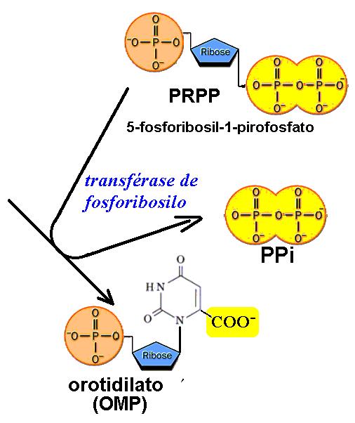 As pirimidinas também podem ser sintetizadas de novo mas, neste caso, a incorporação da ribose-5-p na base só ocorre após a formação da primeira base pirimídica, o orotato (ou ácido orótico).