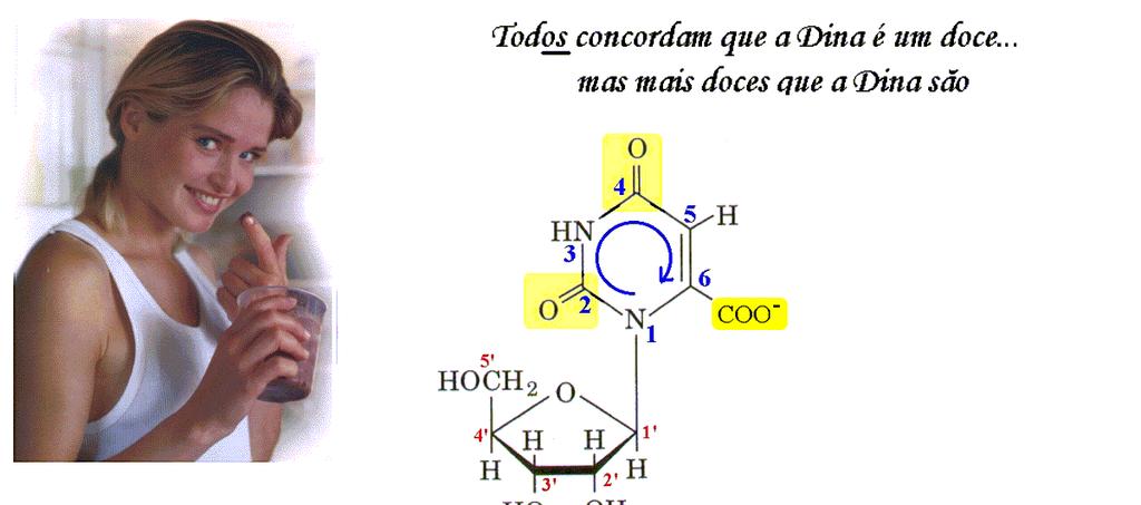 Todas as bases pirimídicas resultam da transformação do OMP (orotidina monofosfato ou orotidilato).
