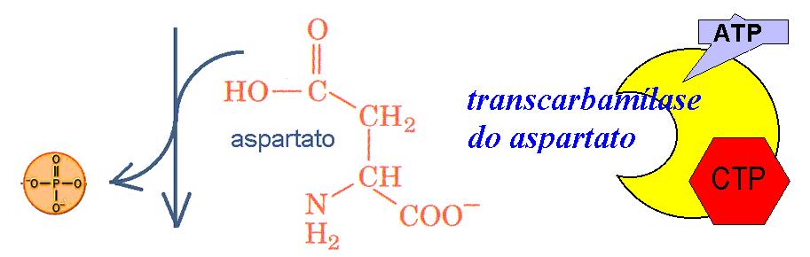 Na via da síntese das pirimidinas de novo os passos limitantes da velocidade são os catalisados pelas (1) sintétase de carbamilfosfato II (citosólica) (2) transcarbamílase do aspartato.