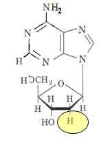 Os nucleotídeos contêm uma base púrica ou pirimídica ligada ao carbono anomérico da ribose (ou 2 -desoxiribose) e, pelo menos, um fosfato (em geral ligado no carbono 5 ).