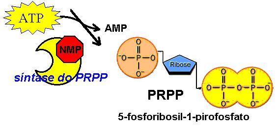 Quando dizemos síntese de ATP queremos quase sempre referir a transformação ADP ATP (cerca de 100 moles/dia), mas o homem também sintetiza