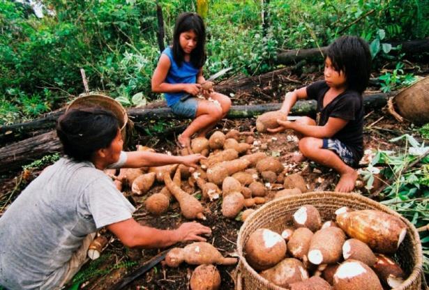 agricultor tradicional sobre as propriedades ou usos diretos ou indiretos associada