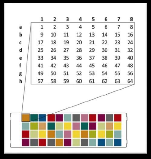 31 Figura 7 - Representação esquemática da lâmina da plataforma OpenArray. Tabela 2 - Formatos de ensaios disponíveis na plataforma OpenArray.
