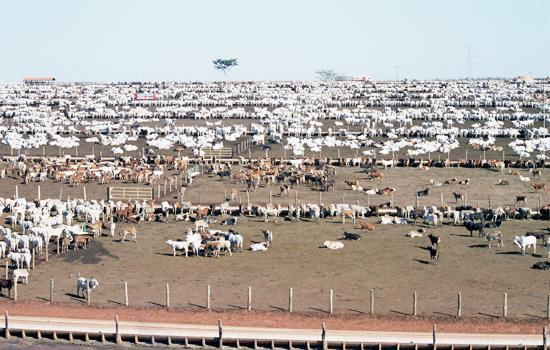 volumoso:concentrado próxima de 60:40. Volumosos - silagem de milho e de sorgo, a cana fresca picada e, em menor proporção, as silagens de gramíneas.