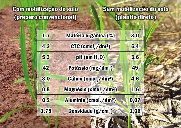 resultados obtidos na camada de 0-5 cm, onde se concentra o maior percentual de raízes do arroz. Figura 3.