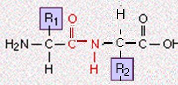 ligação peptídica Prolina: configurações