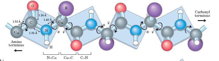 Flexibilidade da Cadeia Peptídica α Embora a ligação peptídica seja plana, há rotação ao redor das ligações ao carbono α de cada resíduo de aminoácido, permitindo o enovelamento da proteína Dois