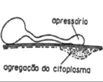 Estruturais