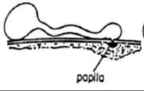 citoplasmática Papilas