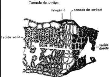 Estruturais Pós-Formados Camada de