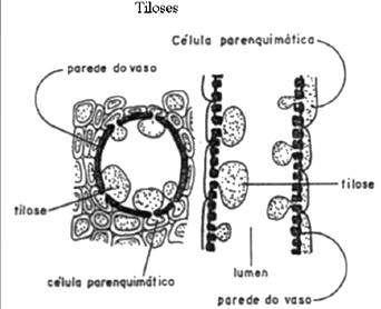 Estruturais Pós-Formados Tiloses comum doenças