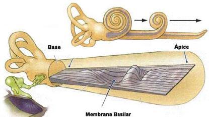Possui uma membrana ressonante (membrana basilar)