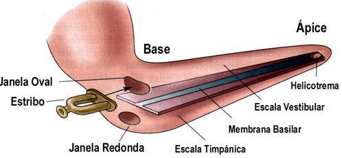 Membrana