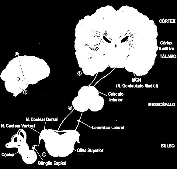 Projeção bilateral CÓRTEX AUDITIVO (Projeção homo e contralateral) TALAMO Receptores