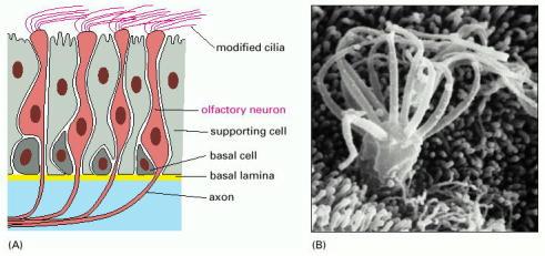 Cílios modificados participam na detecção de odores no bolbo