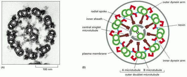 Estrutura de um axonema flagelar / ciliar http://www.