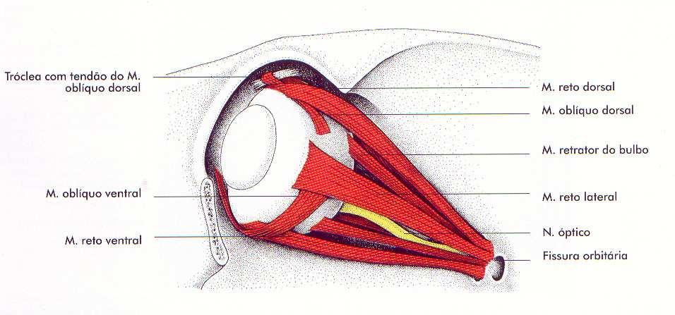 músculos extraoculares Danos ao nervo óptico