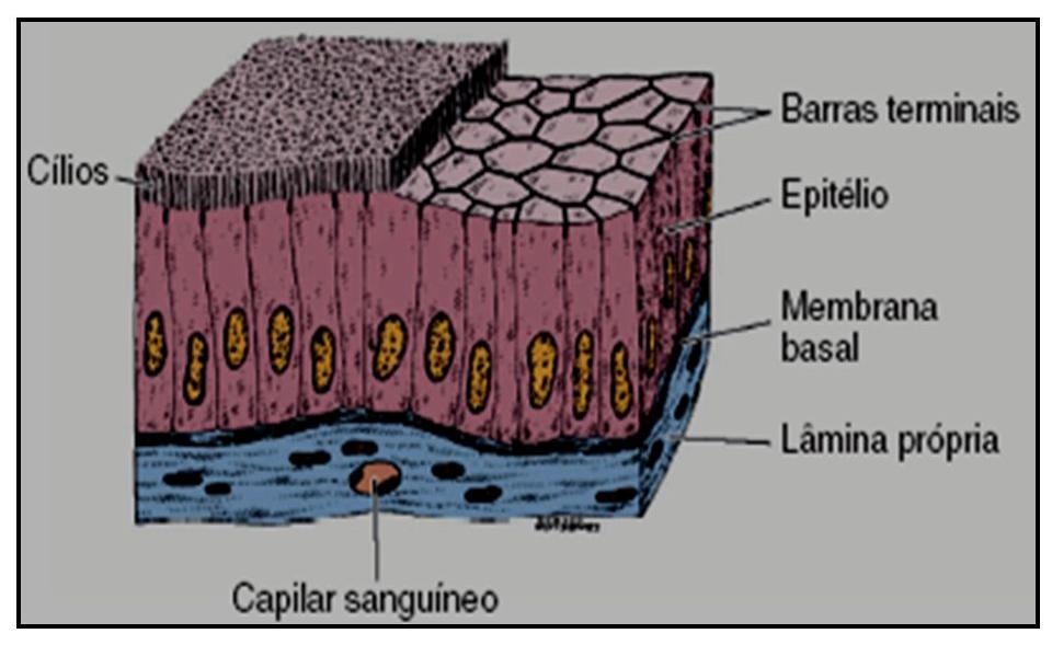 2 específicos, atuando nos planos cutâneos e subcutâneos, especificamente no tecido conjuntivo, tecido adiposo e estruturas vasculares e linfáticas [...] [.