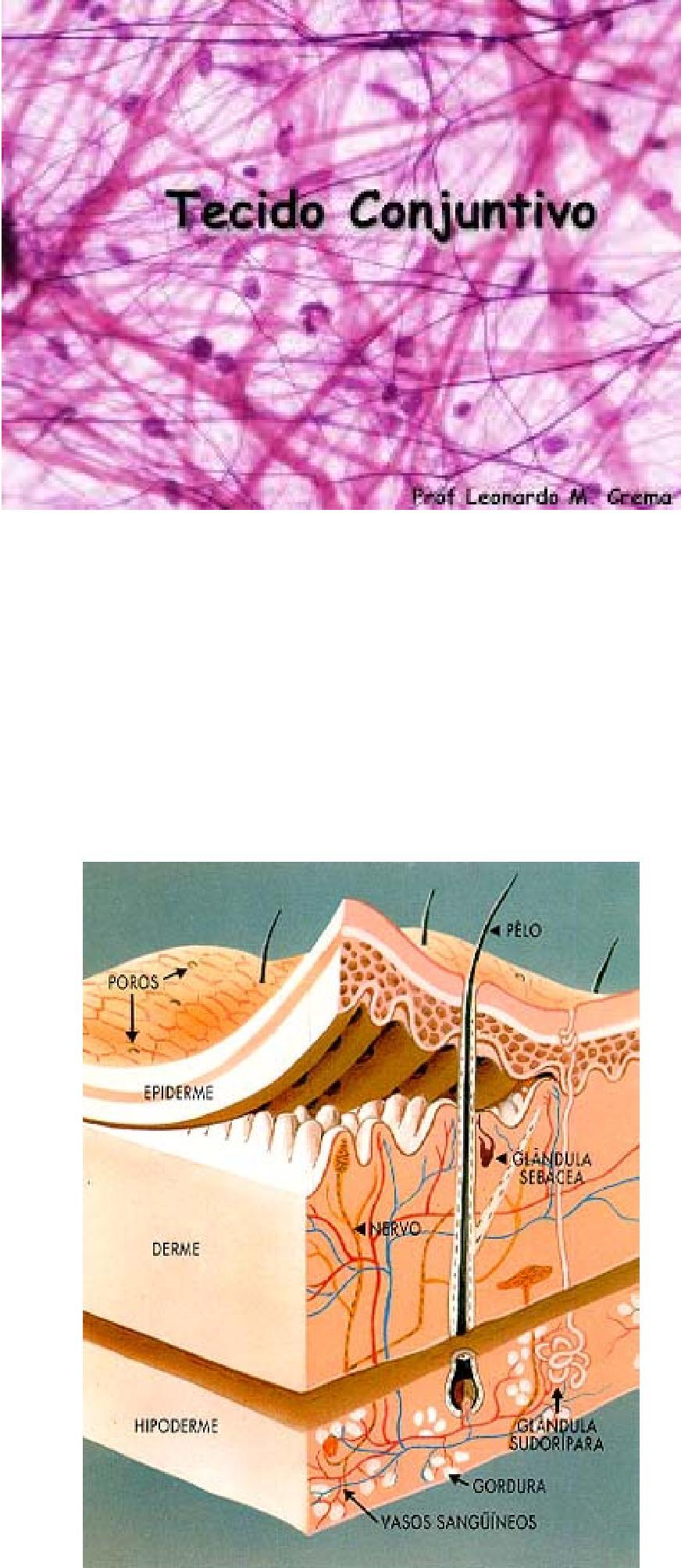 5 Fonte: http://www.blzinterior.com.br/2012/08/15/entendendo-a-nossa-pele/ Figura 5: Hipoderme Os anexos da pele são estruturas que se originam por invaginação da epiderme na derme.