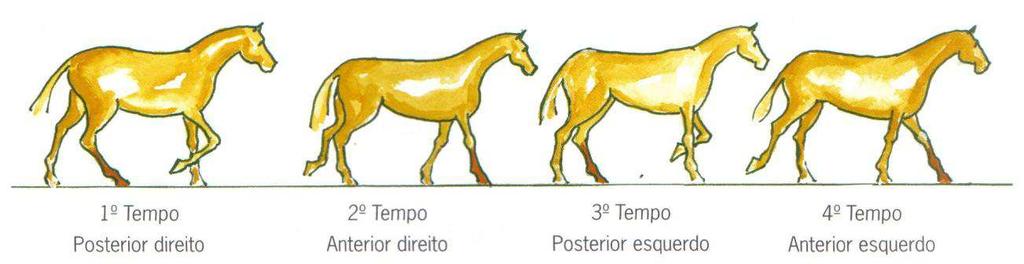 8 A grande vantagem do cavalo fixa-se no fato de que ele realiza movimentos sequenciados e simultâneos transmitidos ao praticante montado.
