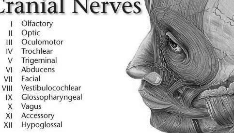 SINAIS DE IRRITAÇÃO MENÍNGEA E RADICULAR Sinal de Lasègue - dor lombar irradiada para região posterior do MI, quando este é elevado passivamente pelo examinador, que com a outra mão impede a flexão