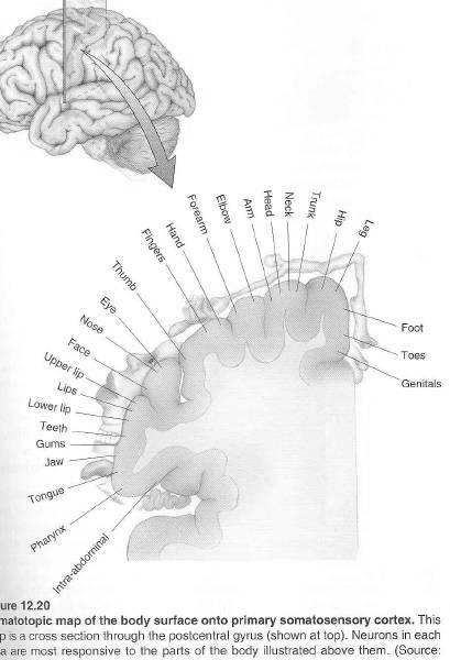 (lento e rápido) Balanço distal das extremidades TÔNUS MUSCULAR Redução Hipotonia Aumento