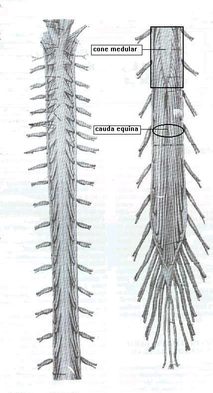 1.1 - Superior: plano horizontal que passa acima da primeira raiz nervosa do primeiro nervo espinhal (bulbo) que passa ao nível do forame magno. 1.2 - Inferior: termina em nível de L1 à L2.