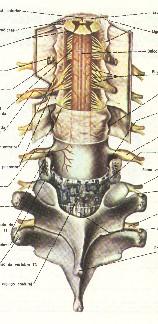 dos ligamentos triangulares. 3 - Espaços entre as meninges: 3.1 - Epidural (extra-dural) - entre a duramáter e o periósteo do canal central vertebral contém gorduras e vasos sanguíneos. 3.2 - Sub-dural - entre a dura máter e aracnóide (pouco líquido).