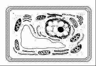 21. A figura a seguir mostra o esquema do corte de uma célula, observado ao microscópio eletrônico: a) A célula é proveniente de tecido animal ou vegetal?
