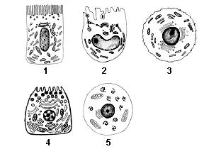 24. A função desempenhada por uma célula está diretamente relacionada à sua forma, tipos de organelas e localização das mesmas no citoplasma. Analise as imagens de células a seguir.