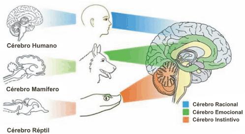 Cérebro intuitivo ou MÉDIO: Processa as emoções e os sentimentos profundos e partilha igualmente as suas descobertas