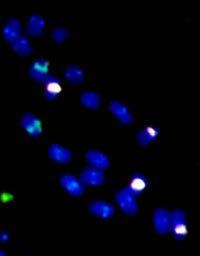 10 Manual de Curadores de Germoplasma Vegetal: Caracterização Citogenética e Reprodutiva Padrões de bandeamento Contribuem para a identificação de cromossomos individuais e partes de cromossomos, de