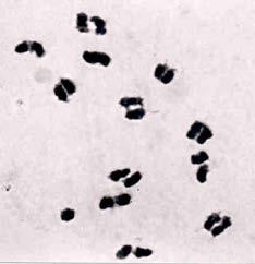 Comportamento meiótico (pareamento e segregação cromossômica) Medida da estabilidade evolutiva de um organismo.