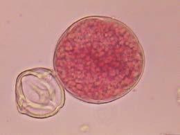 Permite a observação dos tipos de pareamento dos cromossomos em bi ou polivalentes, explicando, assim, o comportamento de plantas, acessos ou espécies quanto a sua fertilidade.