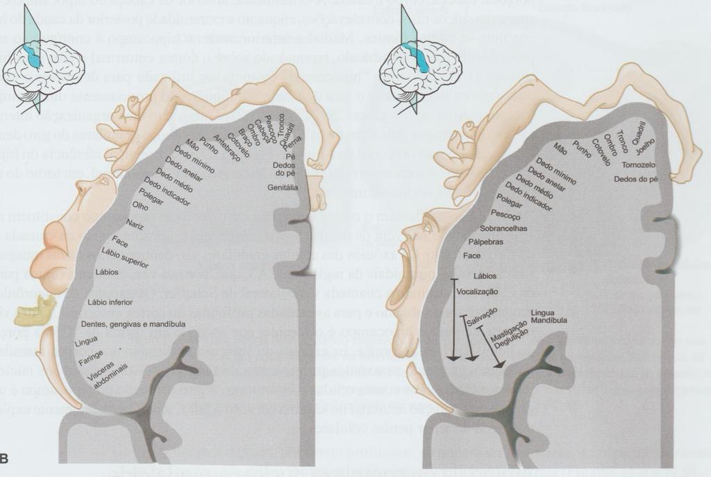 Telencéfalo Organização funcional do córtex cerebral no giro pós-central à esquerda