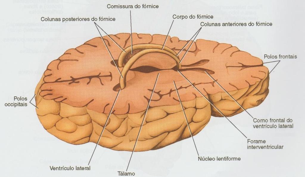 Telencéfalo O fórnice, outro conjunto de fibras de