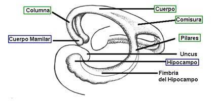 fórnice (do hipocampo), que interconecta os dois