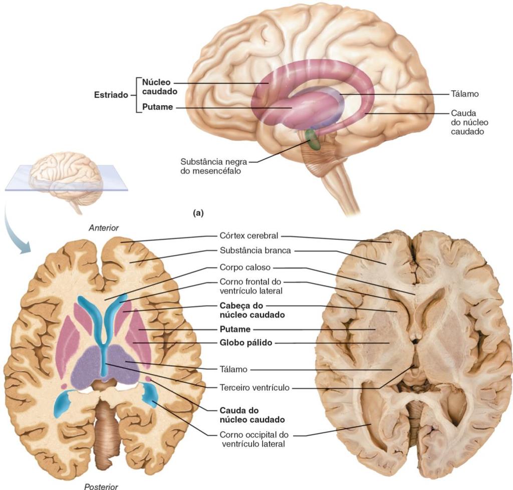Telencéfalo Núcleos da Base São massas de substância cinzenta (corpos celulares de neurônios) localizadas na profundidade do telencéfalo São tradicionalmente: claustro, corpo amigdalóide,