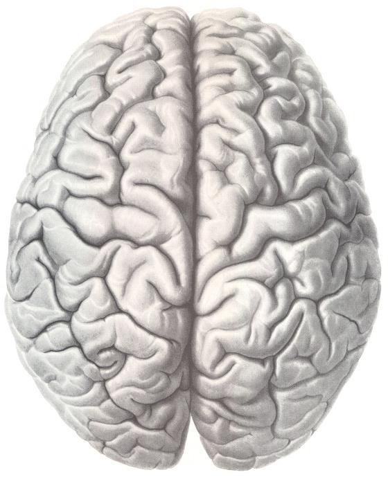 Telencéfalo O telencéfalo é composto por dois hemisférios cerebrais, separados, quase completamente pela fissura longitudinal do cérebro.