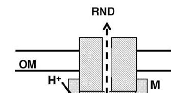 Família RND Resistance Nodulation Division Gradiente de prótons